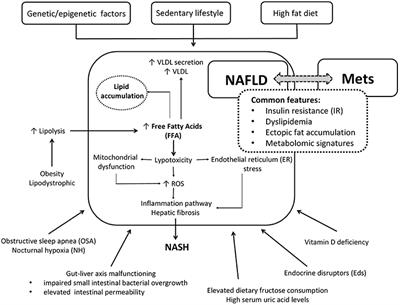 The Liver in Children With Metabolic Syndrome